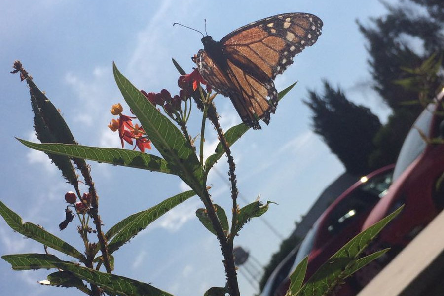 En Celaya, el Instituto de Ecología de Guanajuato, ha reportado avistamientos de la Monarca. 