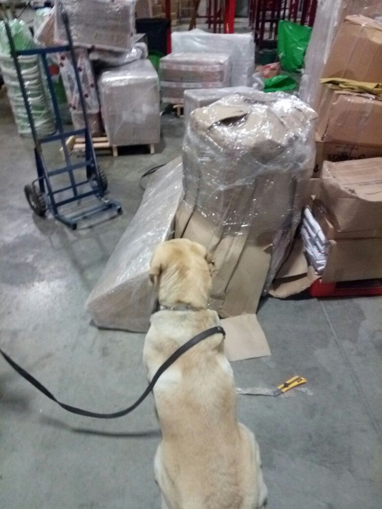 Uno de los binomios caninos entrenado para la detección de drogas.