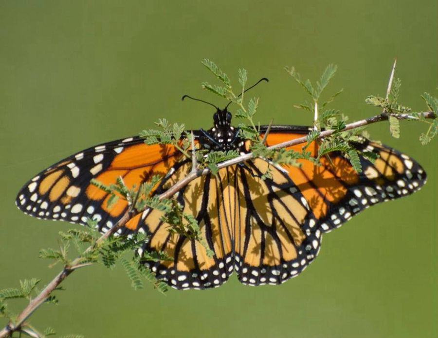 El sábado pasado se pudo ver a las pimeras mariposas pasar hacia los Santuarios. 