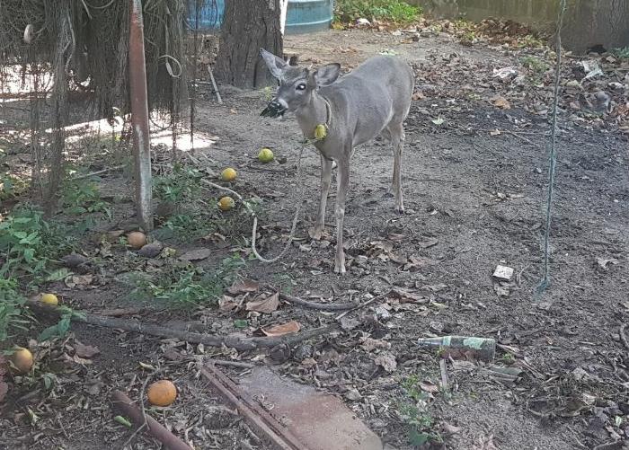 El venado cola blanca se encontraba amarrado.