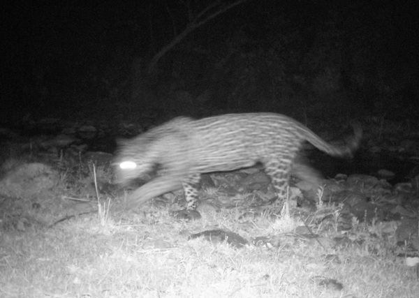 La CONANP realiza monitoreo de estos felinos para su conservación.