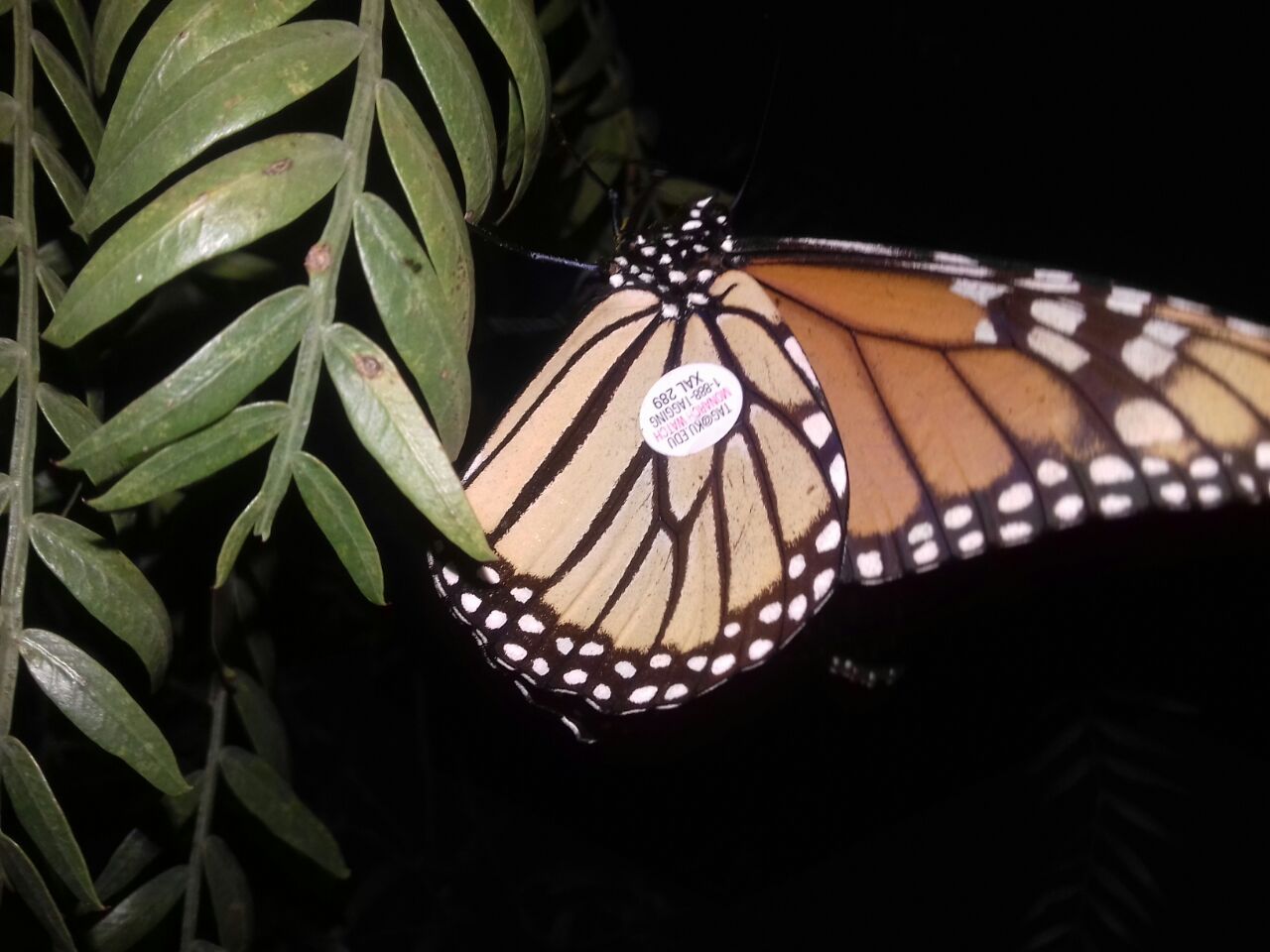 La mariposa fotografiada tenía la etiqueta XAL289.