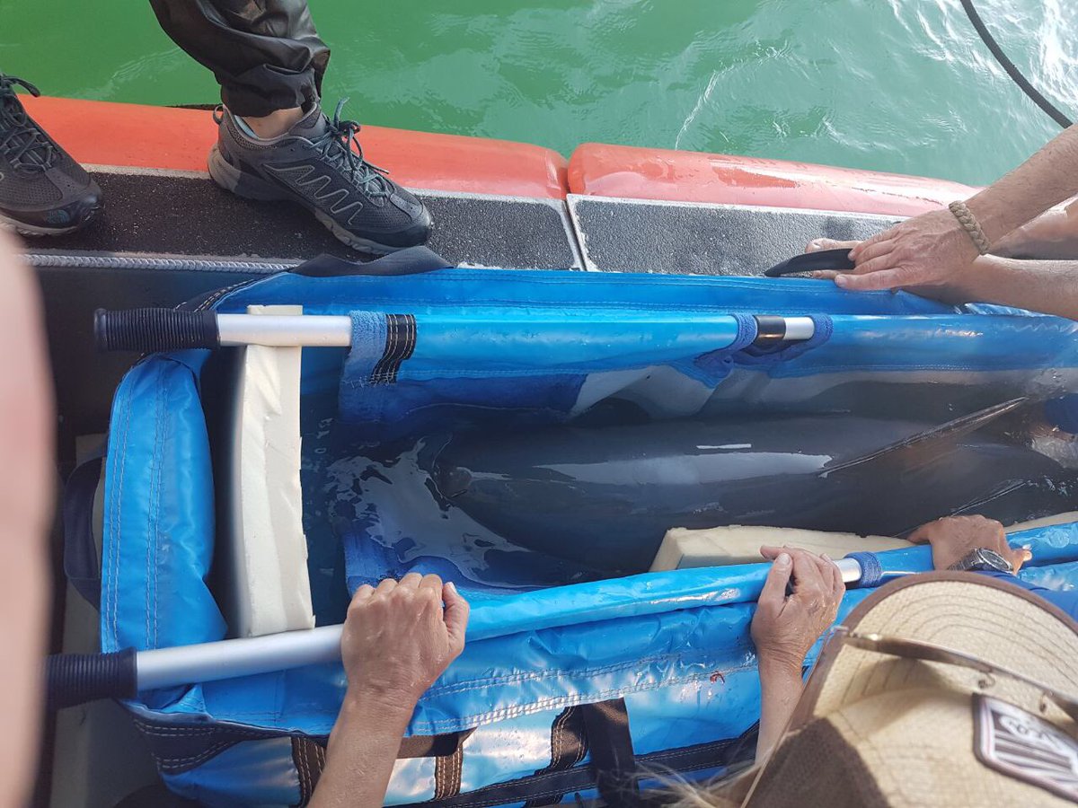 Pese a los esfuerzos y cuidados de los veterinarios la vaquita no pudo sobrevivir.