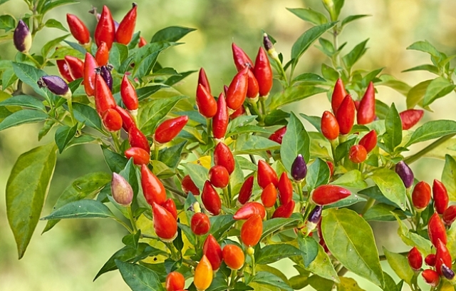 Plagas afectan a las plantaciones de chile piquín.