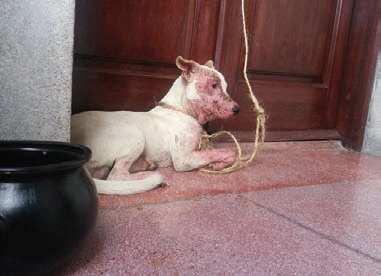 Recientemente “Bolas” fue rescatado cuando querían ahorcarlo.