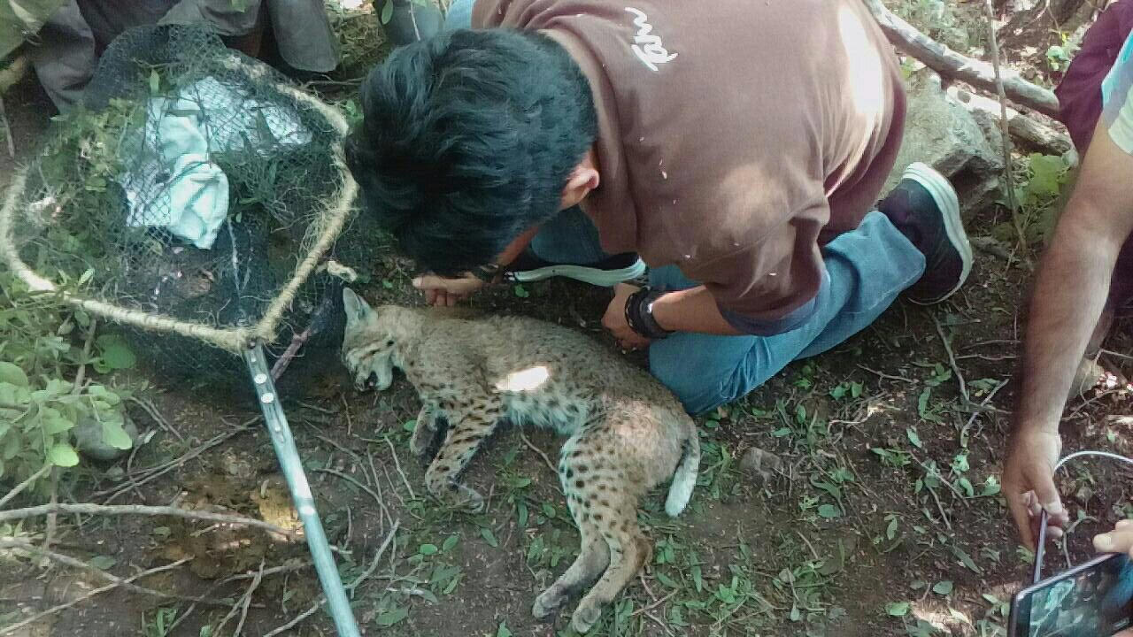 El gato montés quedo tendido sin vida.