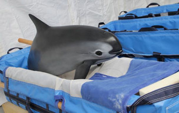 Rafael Pacchiano aseguró que el avistamiento de hembras y crías en las últimas semanas da esperanza de salvar a la especie.