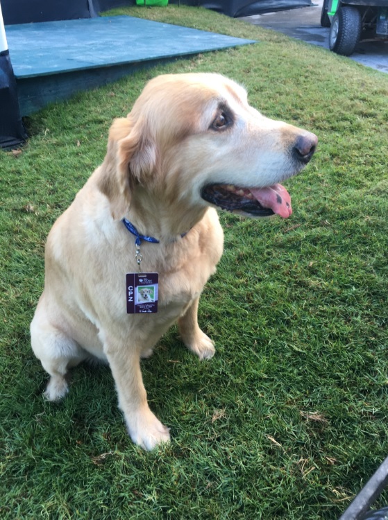 Griff, el perrito que trabaja en la PGA