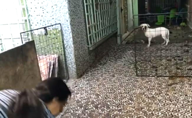 Mundo Patitas denunció el maltrato de perros en Xochicalco 360, en la colonia Narvarte. 