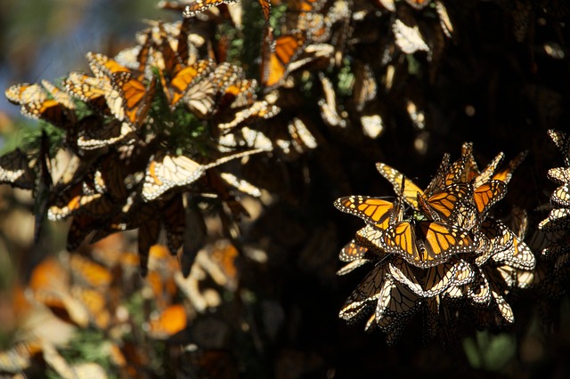 Entre los sitios amenazados está el Santuario de la Mariposa Monarca y Machu Pichu.