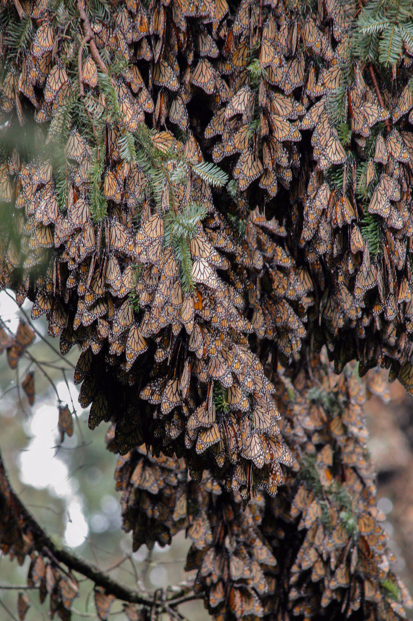 Este año hubo un incremento en las Monarca que llegaron a hibernar a la Reserva de la Biosfera.