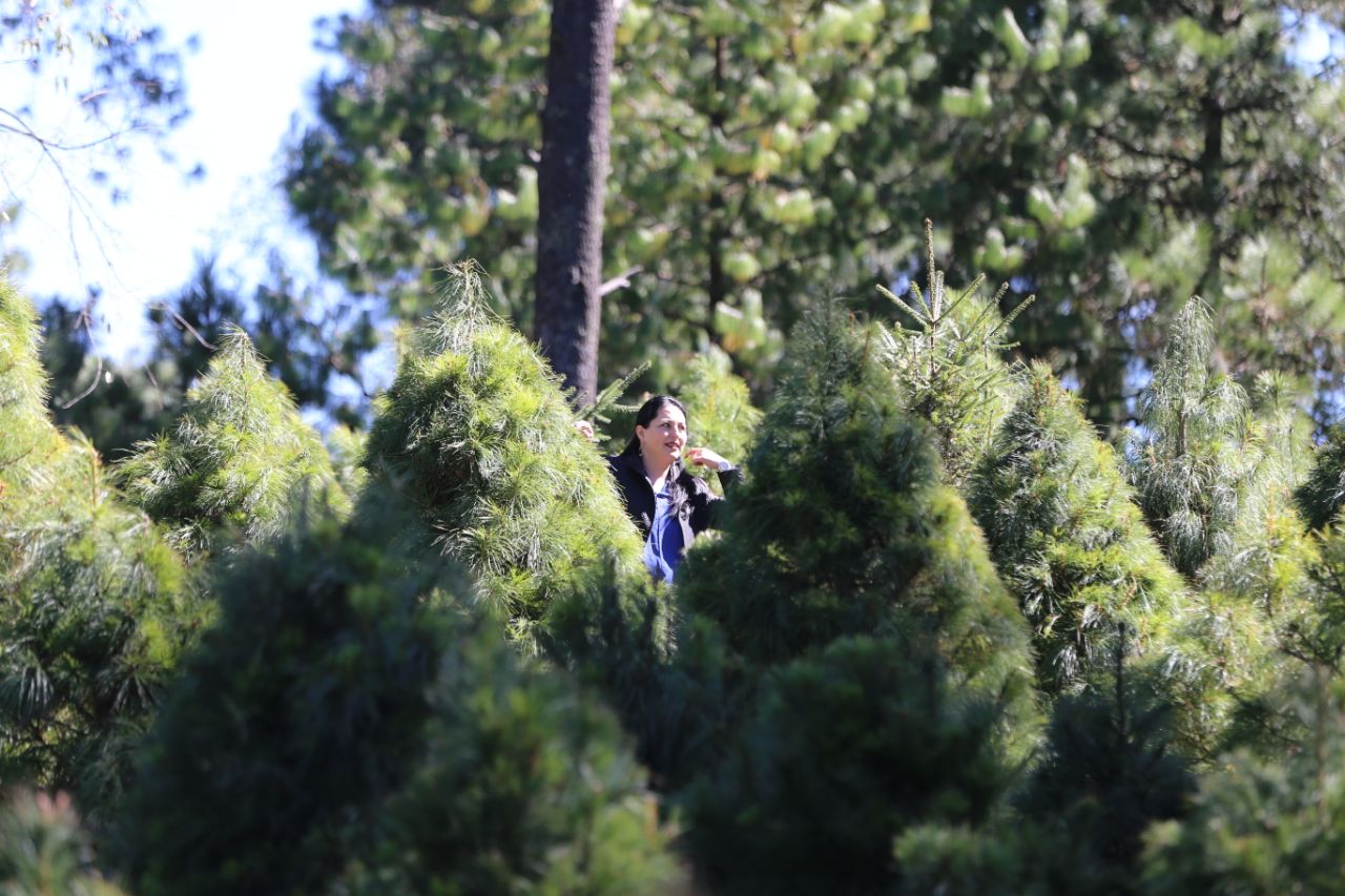 El precio de cada árbol ronda los 600 pesos. 