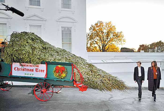 Melania Trump también pondrá su árbol de Navidad en la Casa Blanca.