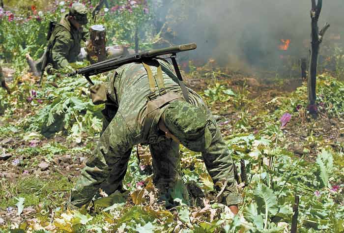 Personal castrense ha logrado destruir grandes cantidades de plantíos de mariguana.