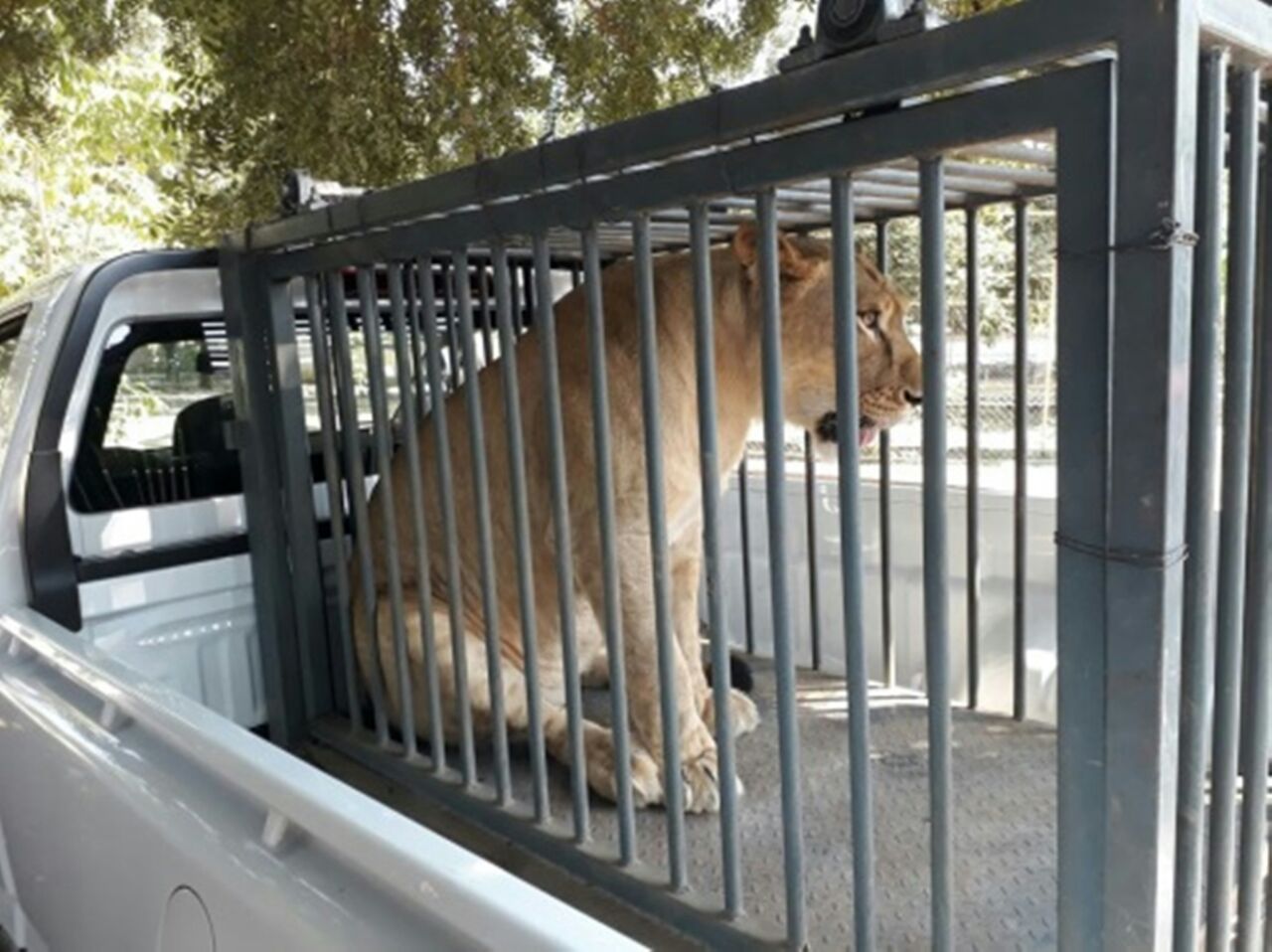 El Zoológico Parque Infantil Nuevo Amanecer no acreditó la legal procedencia, ni un trato digno y respetuoso de los ejemplares.