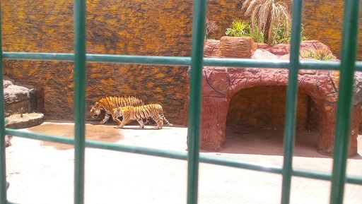 Aseguraron dos Tigres de Bengala