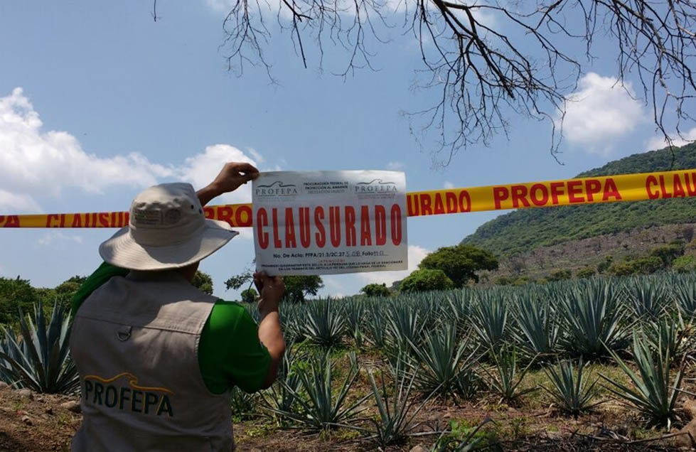 Al sur del estado han proliferado las plantaciones de aguacate por su alta rentabilidad, y en la zona centro, las de agave