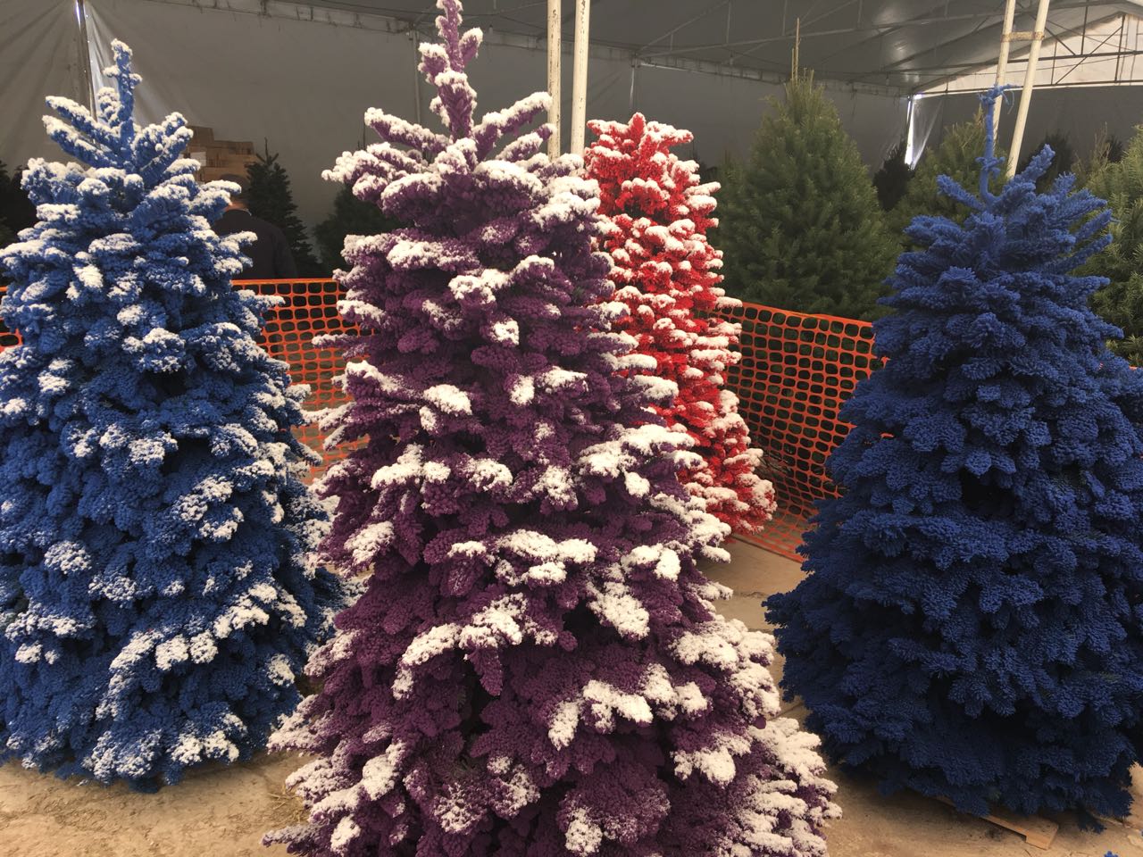 Árboles de colores y nevados. 