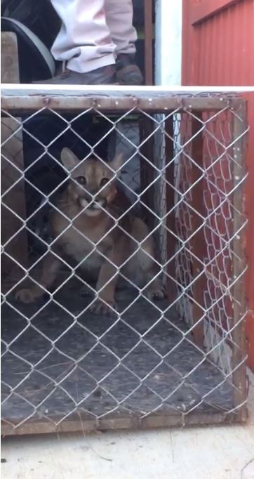 Capturan a puma en Ciudad Victoria.