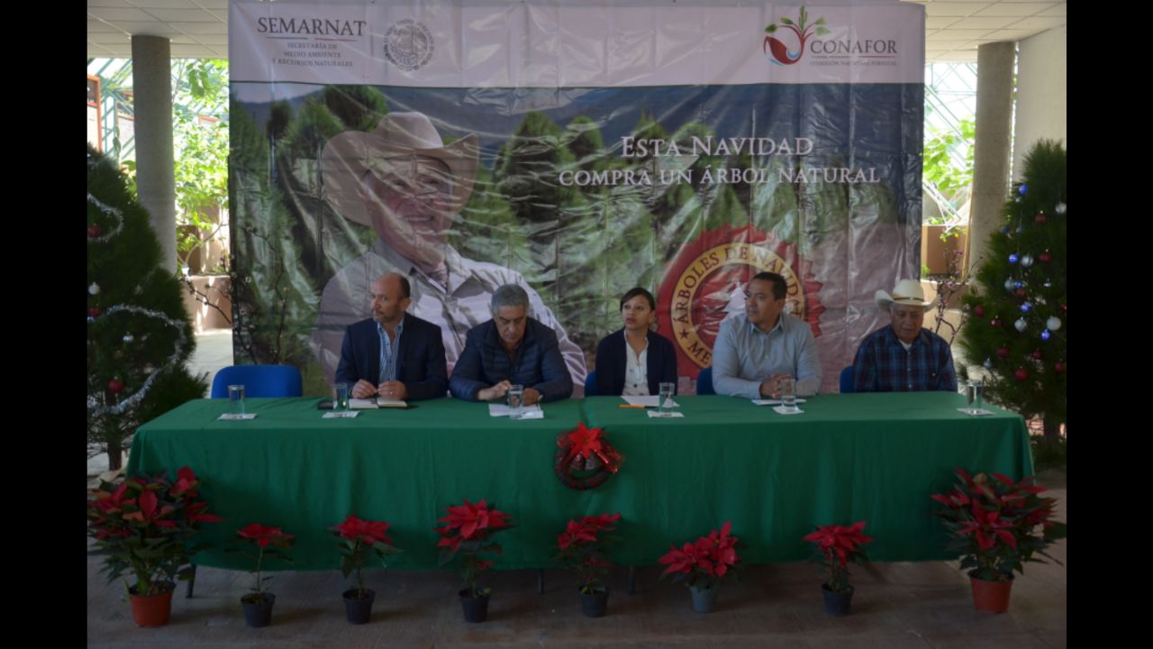 Los productores de los árboles navideños son originarios de San Felipe y San José Iturbide.