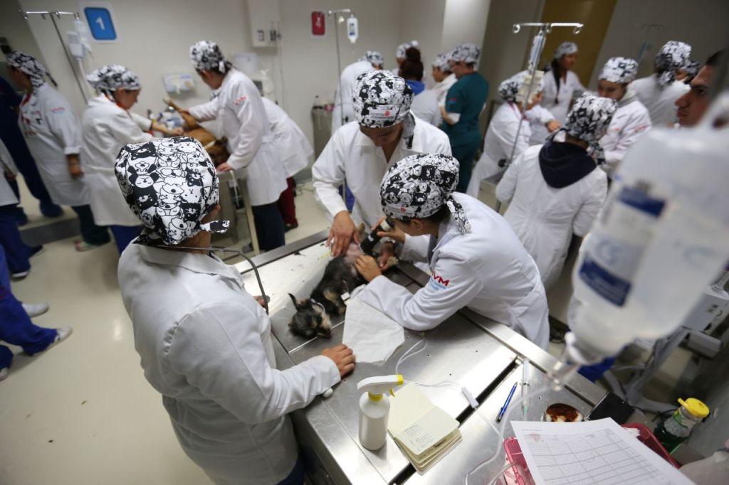 Las esterilizaciones se realizaron en el Hospital Veterinario de la UVM por alumnos y maestros de la carrera.