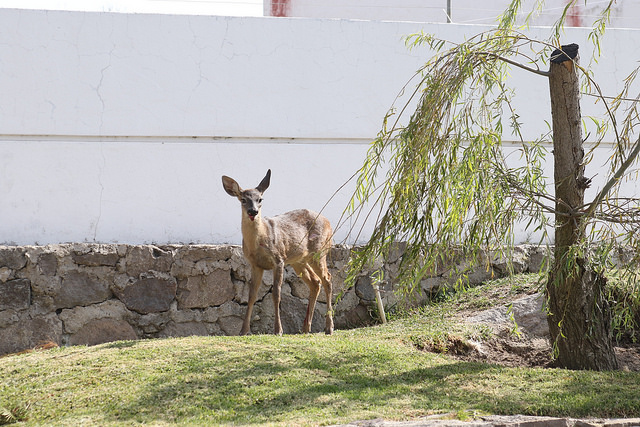 El ejemplar se encontró en un jardín del Fraccionamiento Bosque Real.