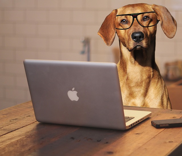 Tratar a tu perro como humano es nocivo para su salud.
