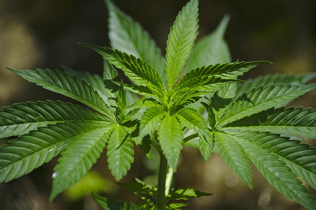 La legalización permitirá a los usuarios inscritos a un programa acceder de forma gratuita al aceite de cáñamo y a todos los derivados del cannabis.