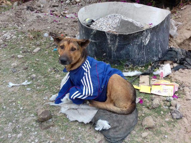 Perros en situación de calle