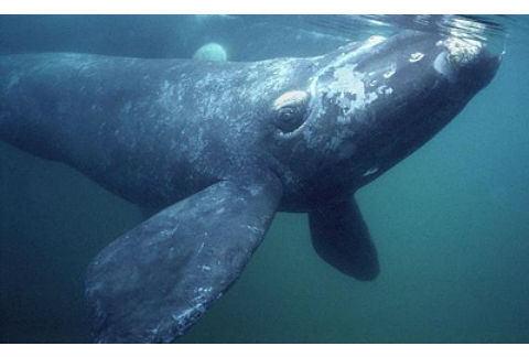 Científicos han detectado sólo 100 hembras en edad de reproducción de las ballenas francas del Atlántico Norte. 