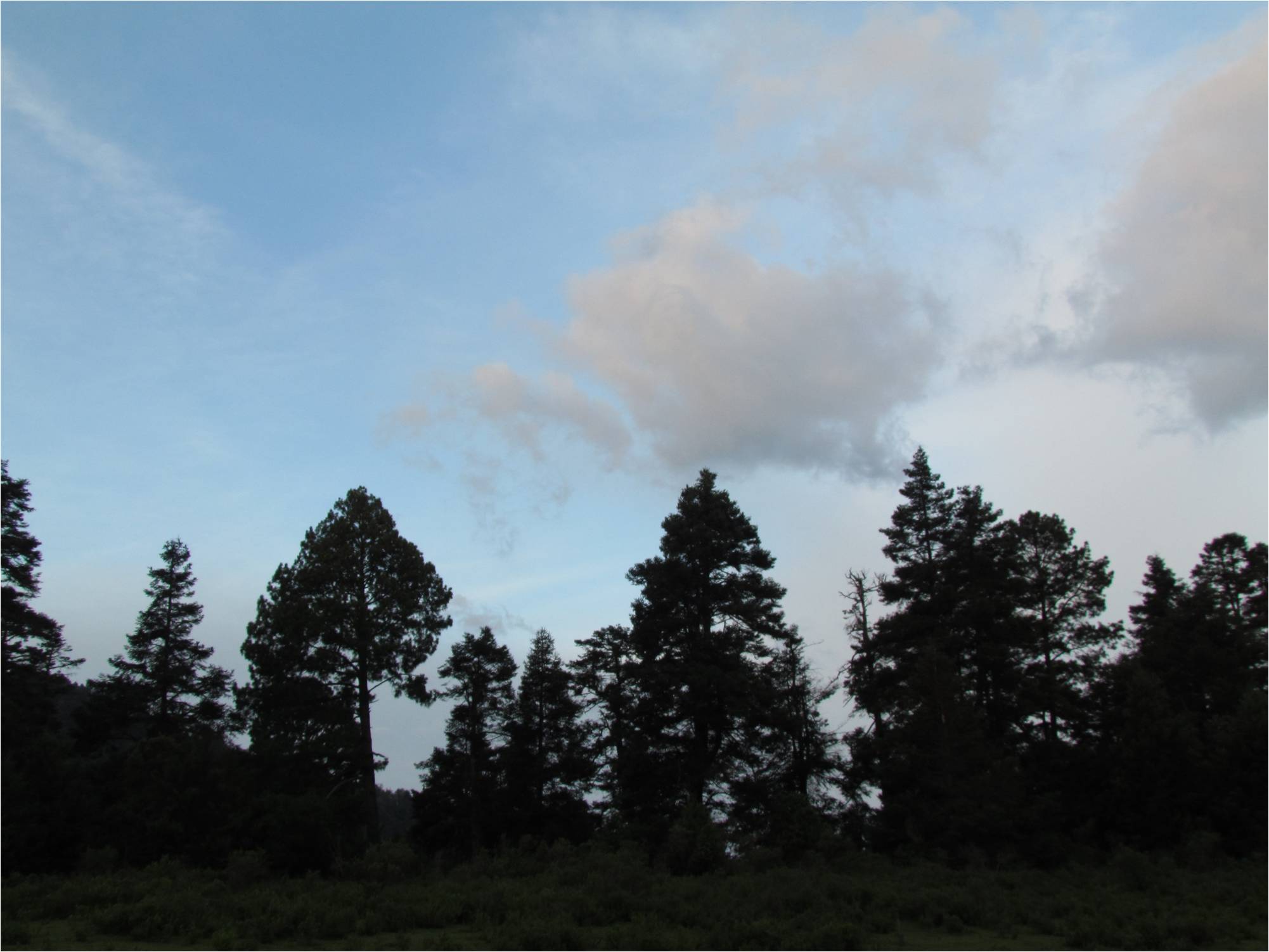 Los bosques de Oyamel del Nevado de Colima están en peligro.