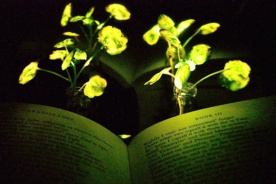 Plantas luminosas iluminando el libro 'Paraíso perdido' de John Milton.