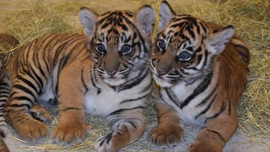 Anala y Jeda son los dos tigres Sumatra que llegaron al parque Animal Kingdom. 