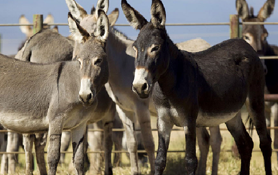 Los burros tenían 9 años trabajando para el municipio.