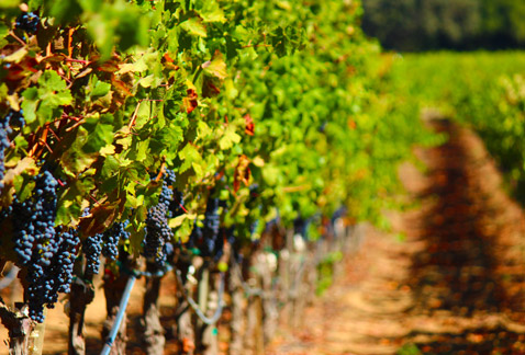 California busca mantener la afluencia de turistas a las bodegas y los viñedos del estado tras los incendios.