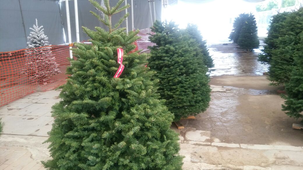 Remate de árboles navideños en algunos establecimientos de la ciudad de León. 