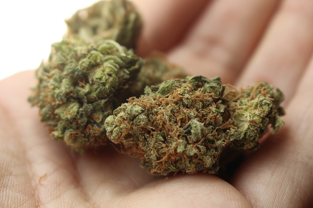 El cannabis de uso medicinal fue legalizado para su venta libre en Uruguay.