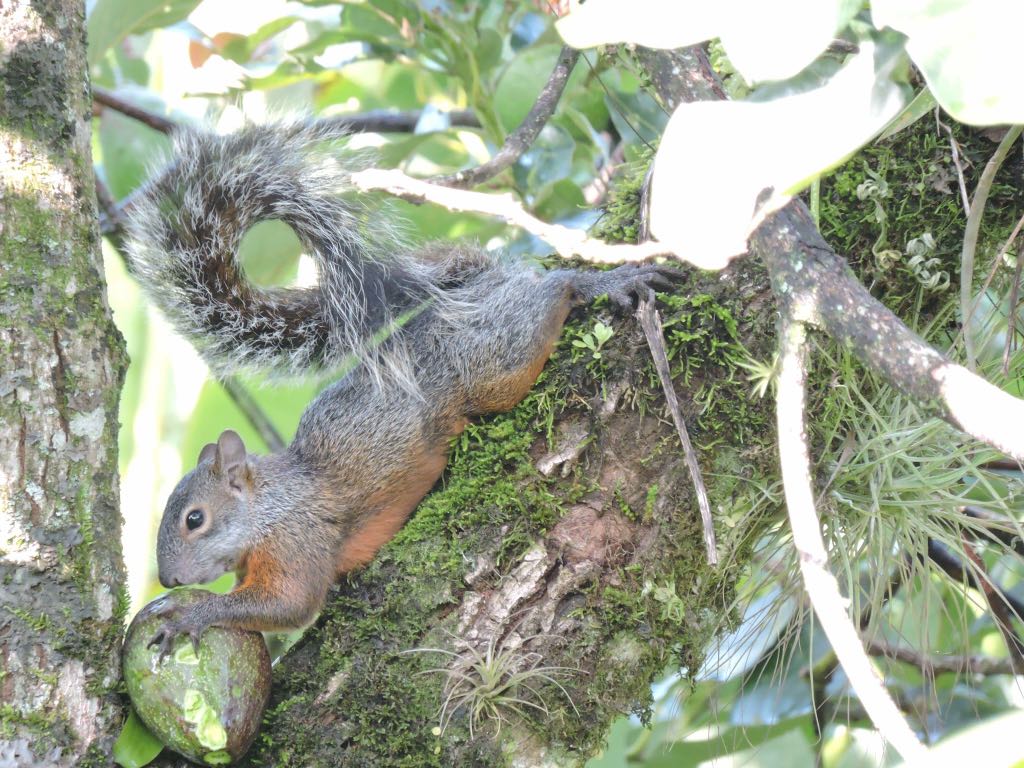 Ardilla gris (Scirius aureogaster)