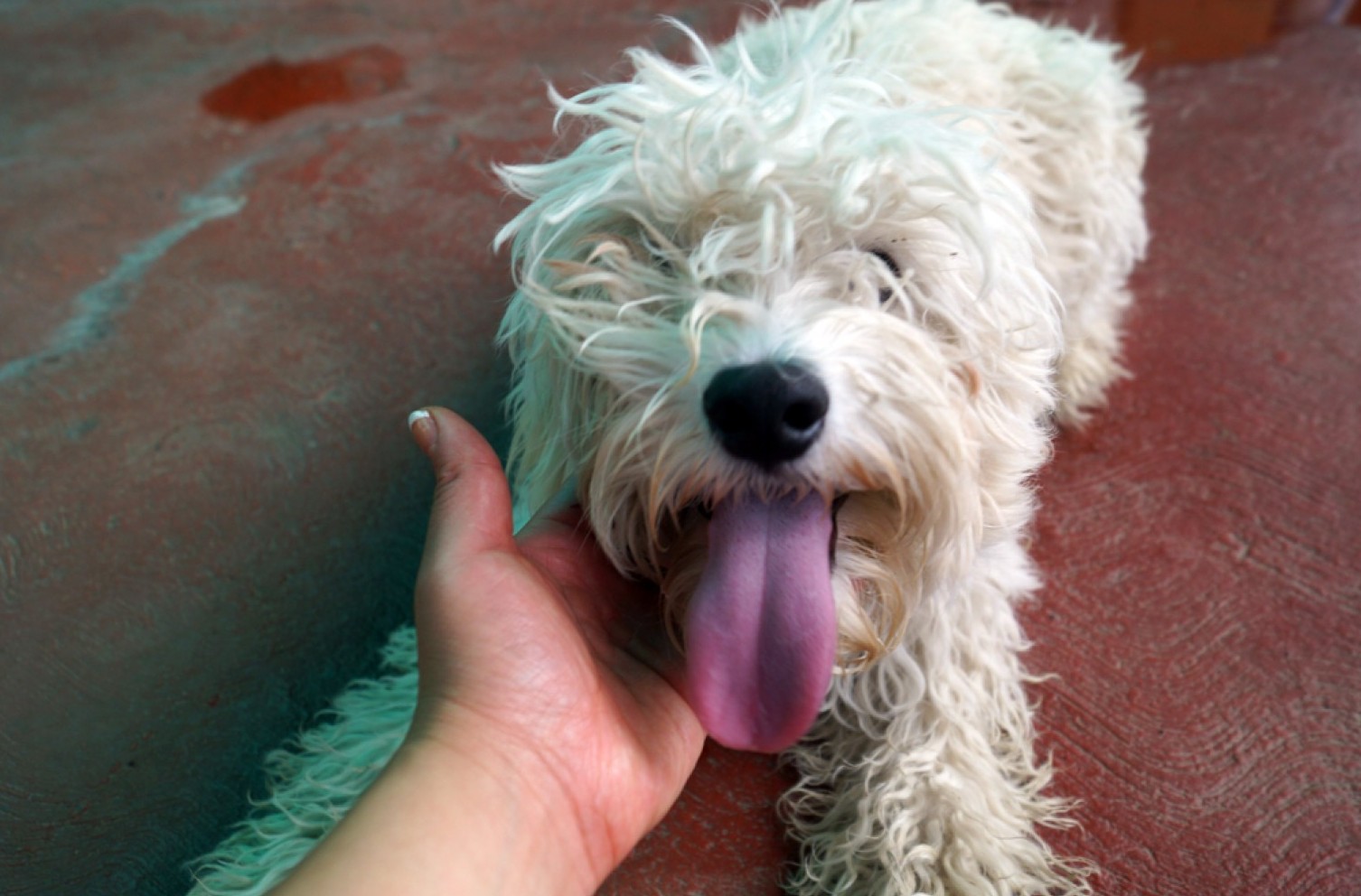 La decisión de llevarlos a casa debe ser meditada.