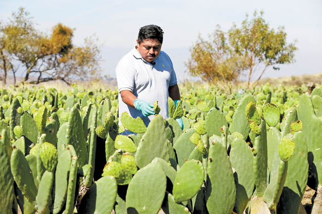 Uno de los productores revisa sus cultivos. 