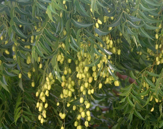 Las semillas de los árboles de neem son analizadas.
