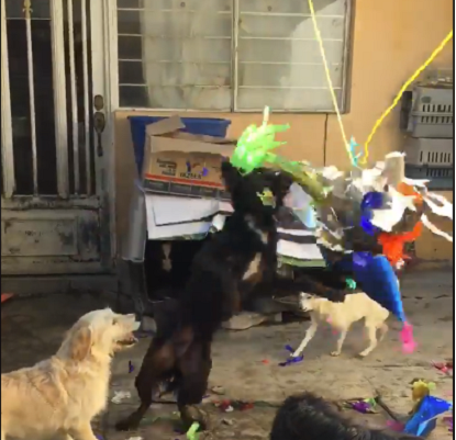 Pese a que varios perros estaban enfermos o con lesiones se les veía contentos rompiendo la piñata.