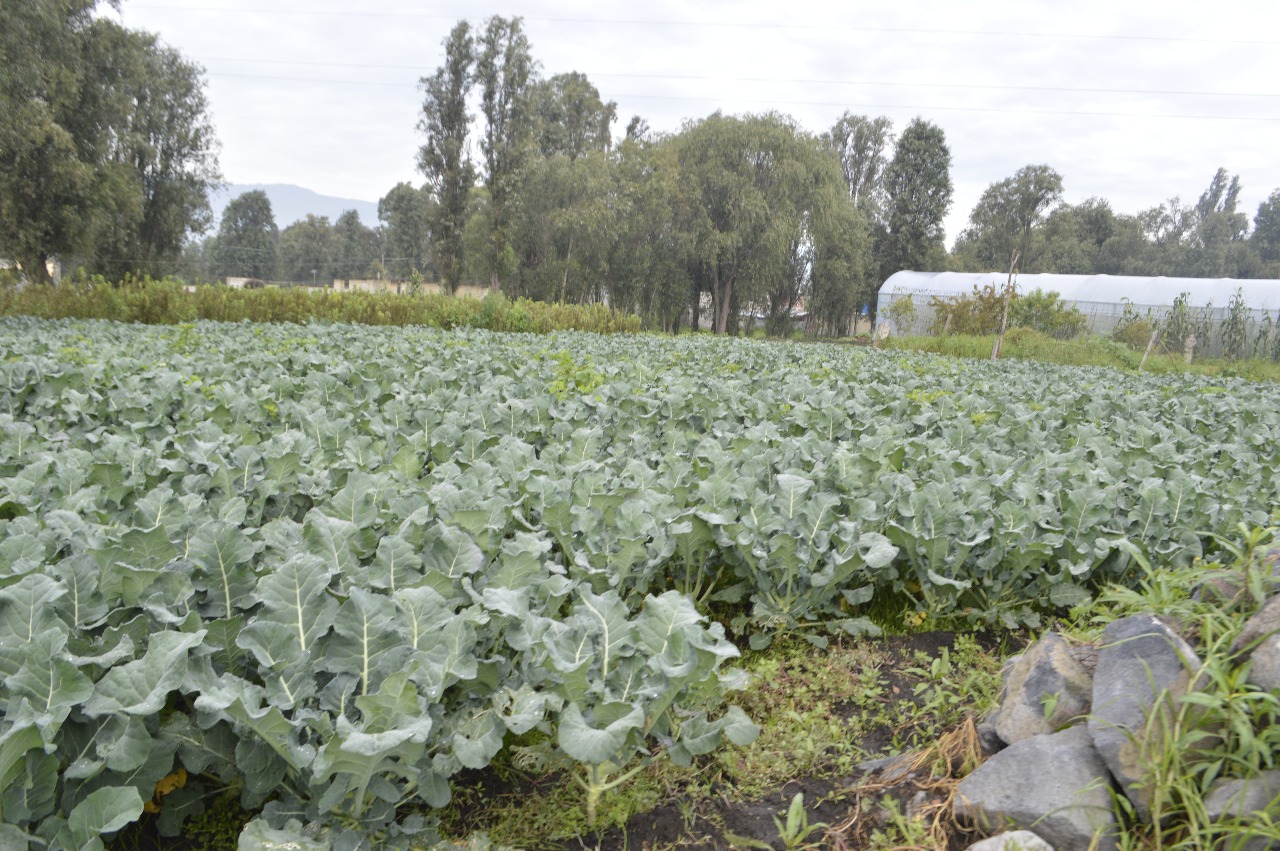 En estas cuatro demarcaciones se ha sembrado brócoli, avena forrajera y nopal, en una superficie total de 44.16 hectáreas.
