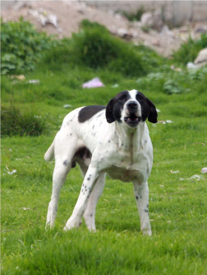 La recomendación fue emitida luego de diversos ataques de perros callejeros.