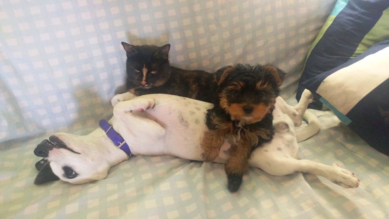 Los dueños de felinos y canes deben poner atención en sus cuidados para que estos crezcan sanos.