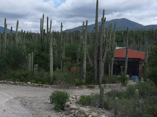 La Reserva de la Biosfera Tehuacán-Cuicatlán tuvo registro de presencia de especies de mamíferos nuevas en la zona.