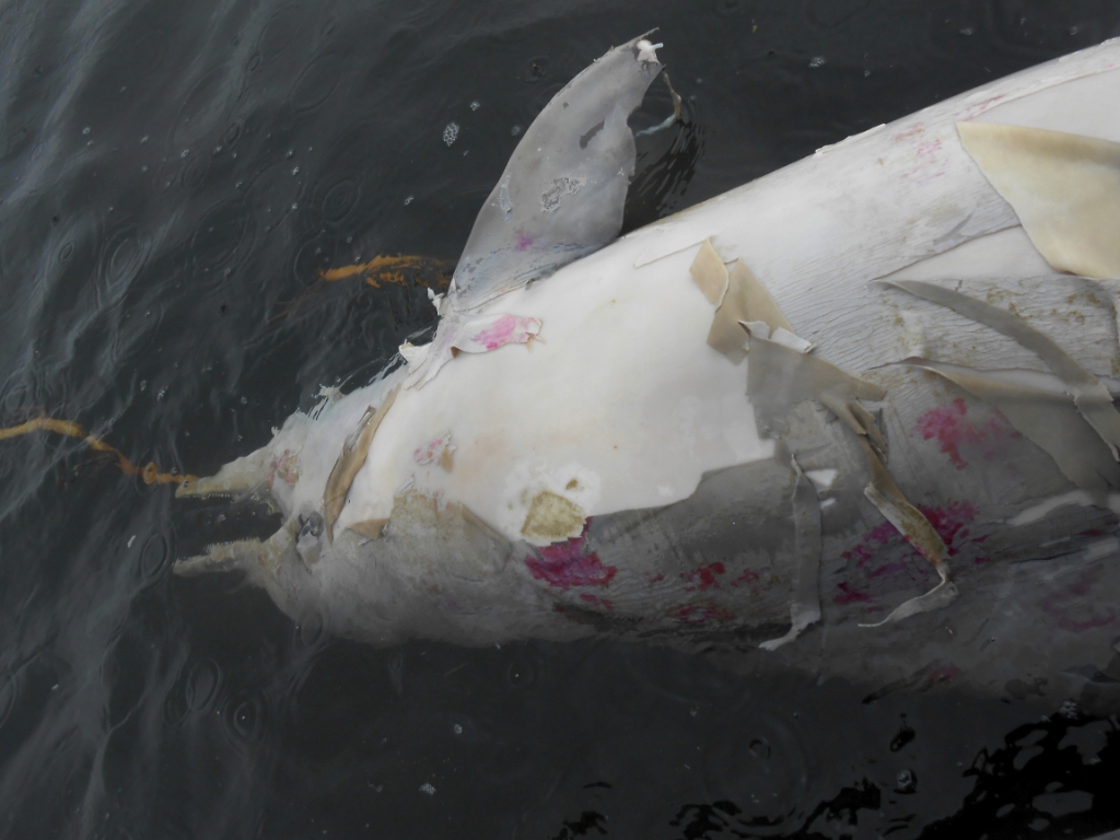En un comunicado del Instituto del Delfín Gris se indicó que los delfines habían muerto en los últimos 17 días en la Bahía de Sepetiba.