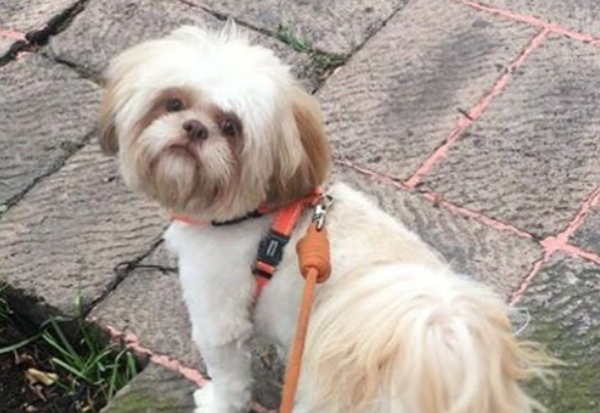 Perro de la raza Shih Tzu.