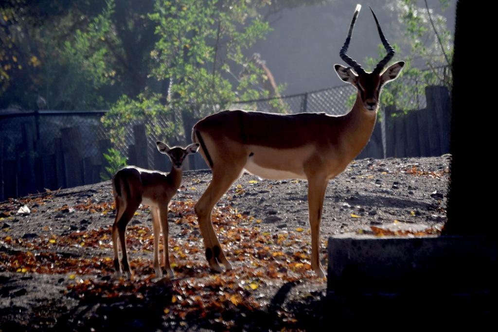 La Sedema abrió la convocatoria para proyectos de rehabilitación para las áreas culturales de ambos zoológicos.