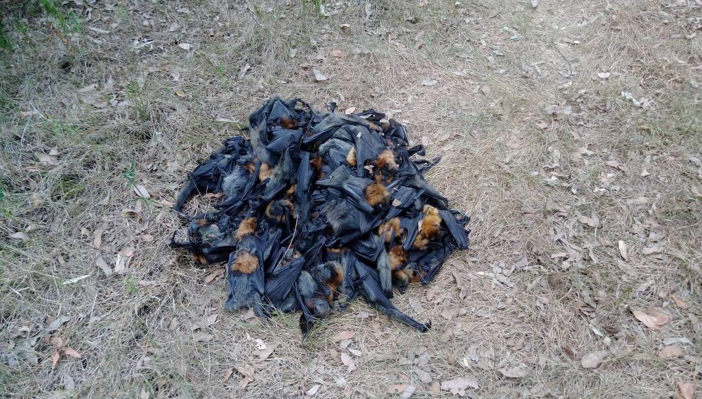 Voluntarios del grupo WIRES lograron rescatar y rehidratar 120 pequeños murciélagos al bordo de la muerte, mientras otros 40 fueron llevados a salas d